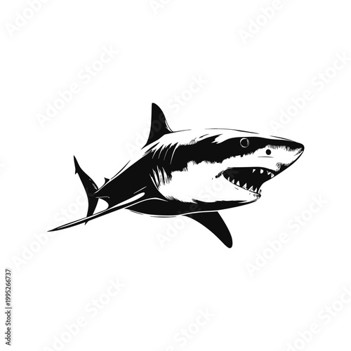 Black and white vector vintage illustration of a great white shark predator in hand drawn style