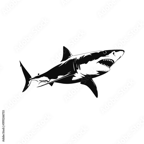 Black and white vector vintage illustration of a great white shark predator in hand drawn style