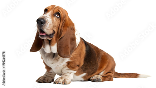 Adorable brown and white basset hound dog sitting isolated on white background looking up