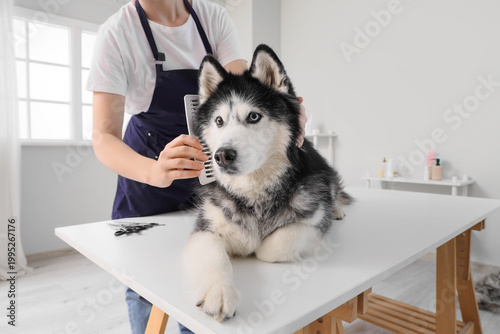 Groomer combing dog's hair ...