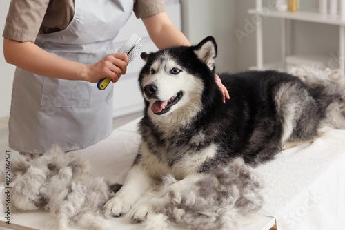 Groomer brushing out dog's ...