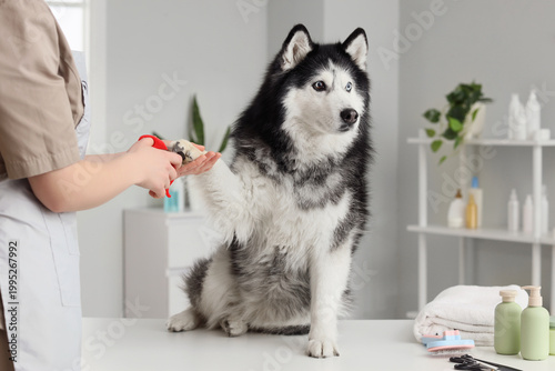 Fotografie Groomer trimming dog's claws in salon