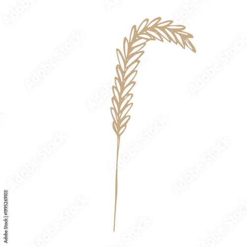 Hand drawn cereal wheat oat rye barley rice ears spikelet clipart Organic wheat bread agriculture farming harvest healthy food Single element for print packaging label design decor