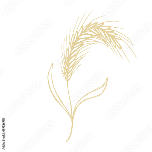 Hand drawn cereal wheat oat rye barley rice ears spikelet clipart Organic wheat bread agriculture farming harvest healthy food Single element for print packaging label design decor