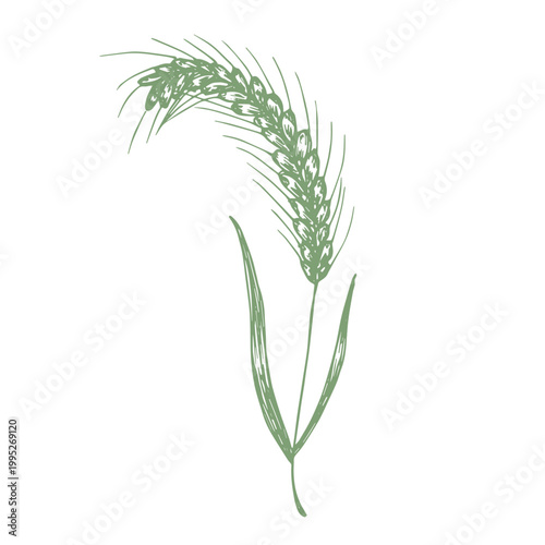 Hand drawn cereal wheat oat rye barley rice ears spikelet clipart Organic wheat bread agriculture farming harvest healthy food Single element for print packaging label design decor