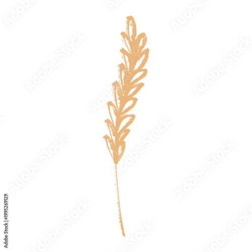 Hand drawn cereal wheat oat rye barley rice ears spikelet clipart Organic wheat bread agriculture farming harvest healthy food Single element for print packaging label design decor