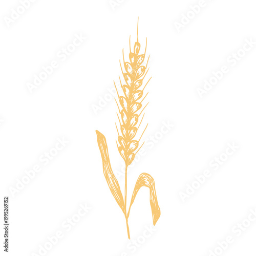 Hand drawn cereal wheat oat rye barley rice ears spikelet clipart Organic wheat bread agriculture farming harvest healthy food Single element for print packaging label design decor