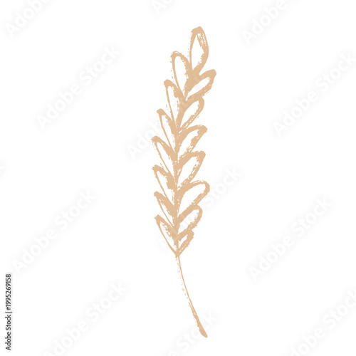 Hand drawn cereal wheat oat rye barley rice ears spikelet clipart Organic wheat bread agriculture farming harvest healthy food Single element for print packaging label design decor