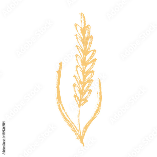 Hand drawn cereal wheat oat rye barley rice ears spikelet clipart Organic wheat bread agriculture farming harvest healthy food Single element for print packaging label design decor