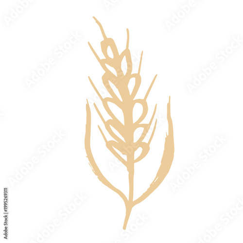 Hand drawn cereal wheat oat rye barley rice ears spikelet clipart Organic wheat bread agriculture farming harvest healthy food Single element for print packaging label design decor