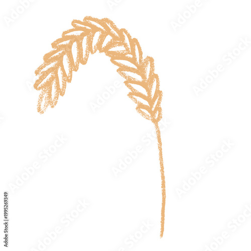 Hand drawn cereal wheat oat rye barley rice ears spikelet clipart Organic wheat bread agriculture farming harvest healthy food Single element for print packaging label design decor