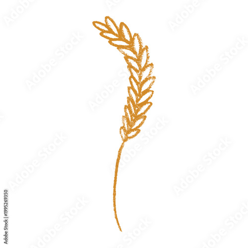 Hand drawn cereal wheat oat rye barley rice ears spikelet clipart Organic wheat bread agriculture farming harvest healthy food Single element for print packaging label design decor