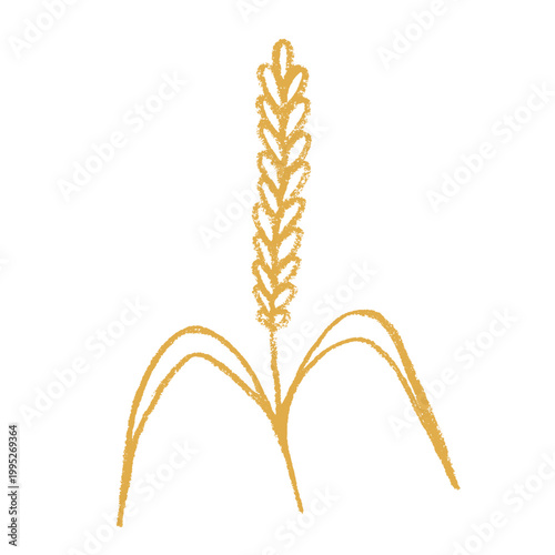 Hand drawn cereal wheat oat rye barley rice ears spikelet clipart Organic wheat bread agriculture farming harvest healthy food Single element for print packaging label design decor