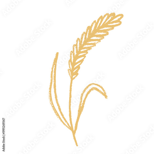Hand drawn cereal wheat oat rye barley rice ears spikelet clipart Organic wheat bread agriculture farming harvest healthy food Single element for print packaging label design decor