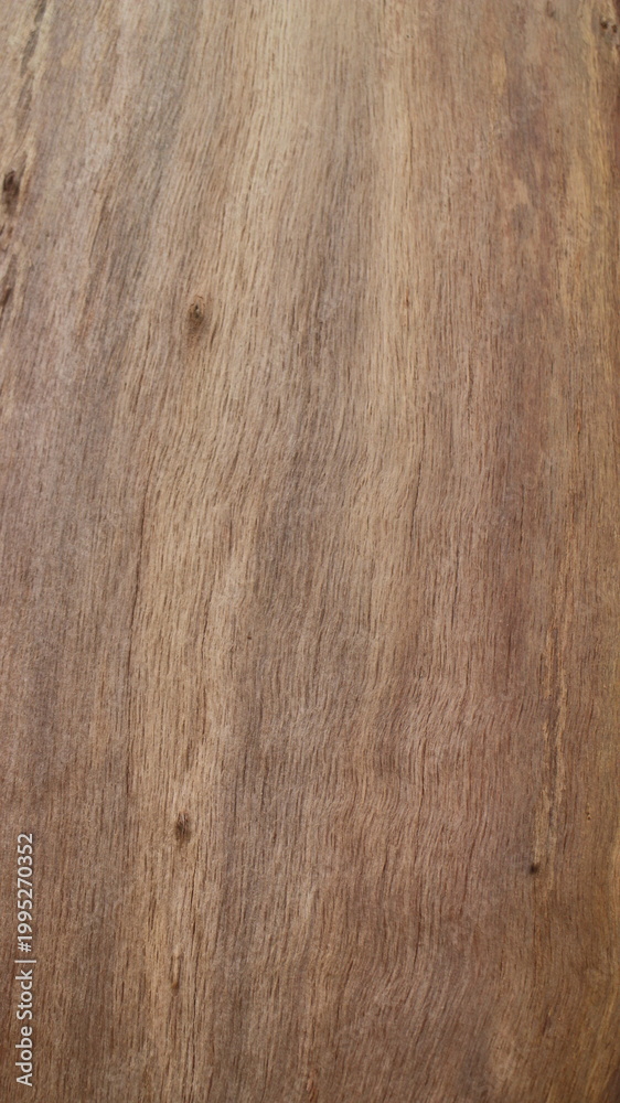 Fototapeta premium Close up texture of a tree bark