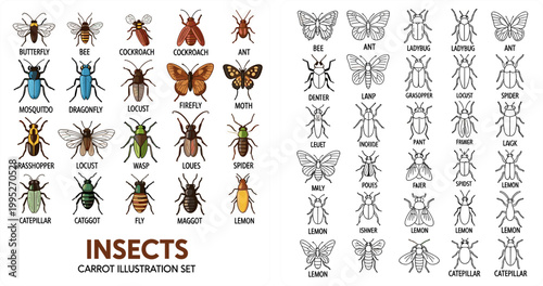 Colorful and Outline Insect Species Chart Butterfly Bee Cockroach Dragonfly Locust Moth Wasp Spider Caterpillar Vector Illustration Set for Nature Design