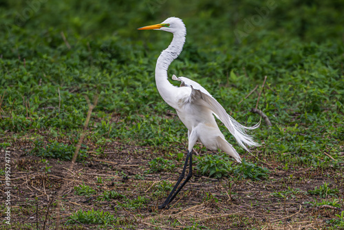 Tableau sur toile Great egret landing on the ground, its lore and plumes showing during breeding season