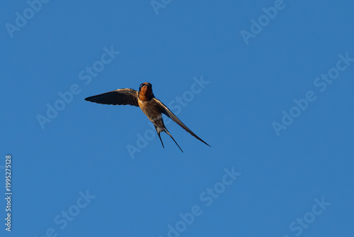 Canvastavla Barn swallow in flight against a blue sky.