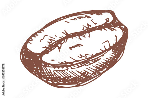 Hand drawn fresh roasted coffee bean Arabica robusta seed doodle Single element for print, web, design, decor