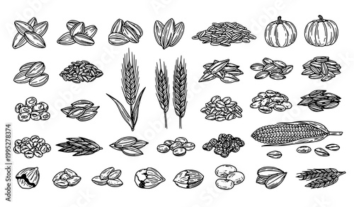 Natural Seed and Grain Line Art Vector Set Detailed Botanical Seeds Collection