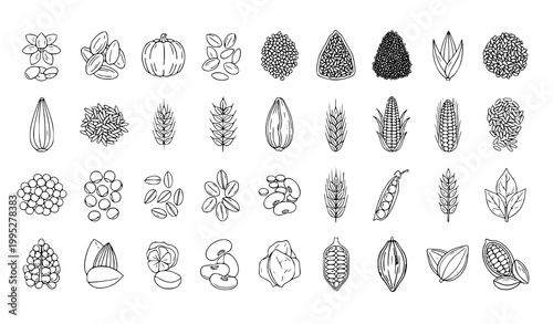 Seeds Line Art Vector Set Botanical Seed and Grain Thin Outline Illustration Collection