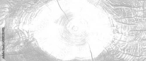 Close up of a grey and white tree stump cross section showing growth rings and cracks wood texture background