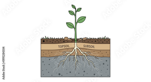 Seedling Growth Stages Diagram.