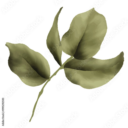 white rose isolated on white background