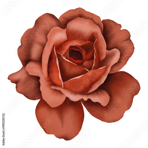 rose on white background