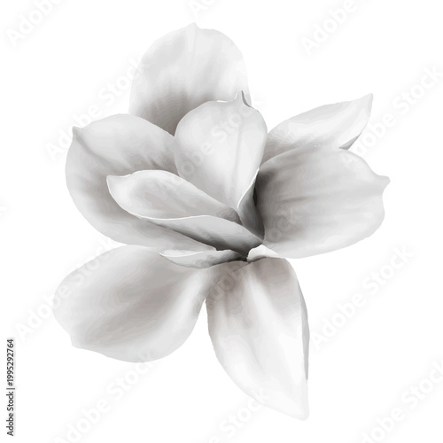 white flower isolated on black