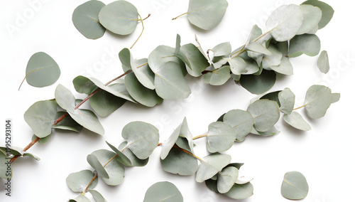 Leaves