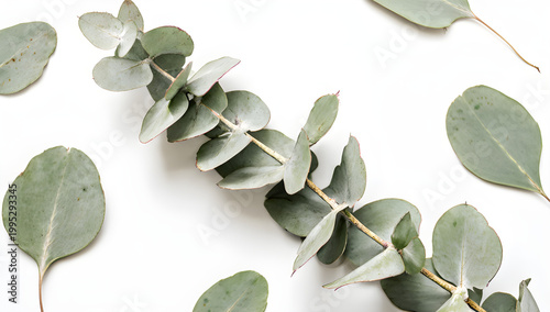 Leaves
