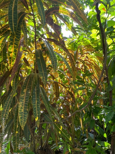 green palm tree