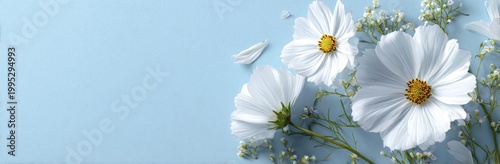 Delicate white flowers on soft blue background