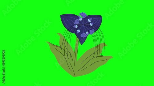 flowers and leaves, background, green screen, animation