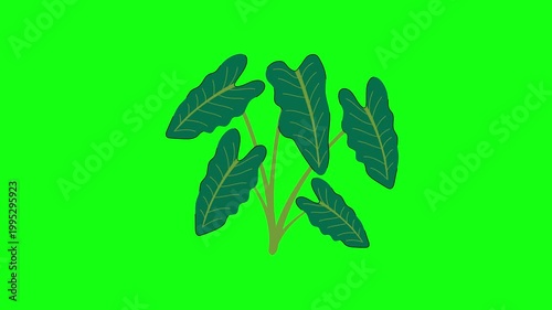 flowers and leaves, background, green screen, animation