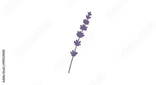 Single Lavender Stem with Purple Flowers.