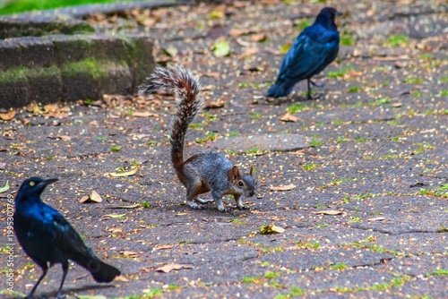 Gray squirrel between two grackles, in Chapultepec Park, urban fauna of Mexico City