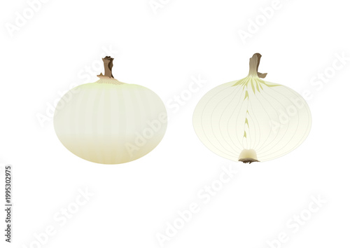 新玉ねぎ 野菜 ベクター イラスト