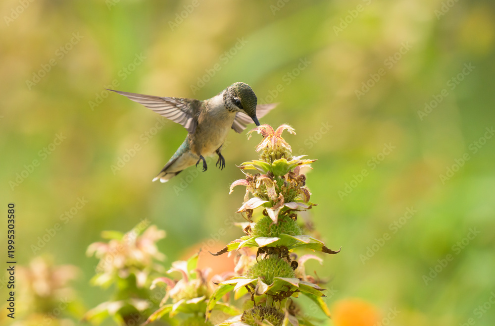 Fototapeta premium Juvenile male Hummingbird getting nectar from a native Spotted Beebalm in a summer garden
