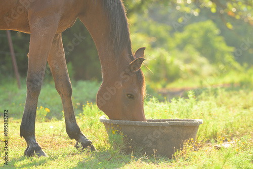Old Arabian gelding eating his grain  from a rubber feed pan in evening pasture