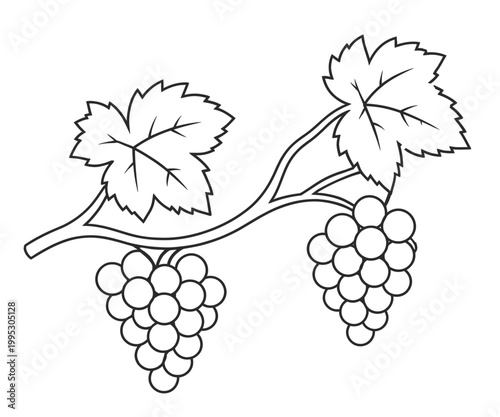 Grape Vine with Bunches and Leaves Line Art Botanical Vector