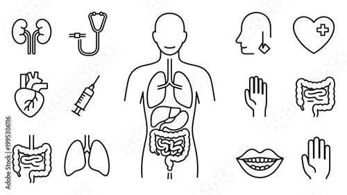 Anatomy of human body, internal organs skeletal structure and systems overview, medical learning illustration