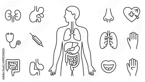 Anatomy of human body, internal organs skeletal structure and systems overview, medical learning illustration