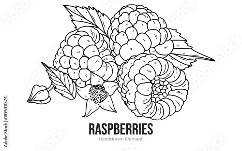 Black and white line art illustration of fresh raspberries with leaves and a small flower, hand-drawn botanical element.