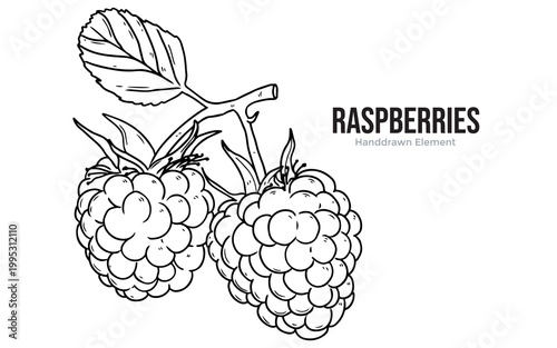 Detailed black and white line art illustration of two fresh raspberries on a branch with a leaf, perfect for botanical studies or coloring.