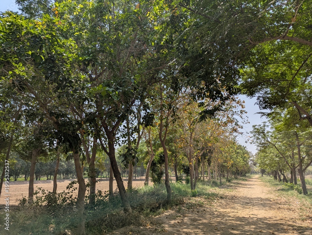 Fototapeta premium Tranquil Green Tree Tunnel Pathway