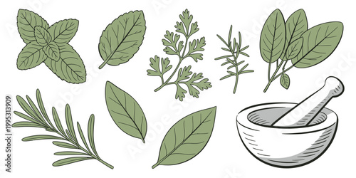 Mortar and pestle with various herbs vector illustration
