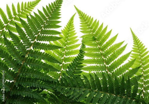 Vibrant green fern leaves in soft natural sunlight close-up background