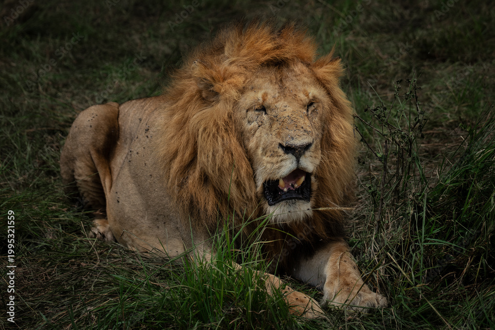 Obraz premium LION AT MASAI MARA KENYA